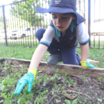 Pelicans do gardening